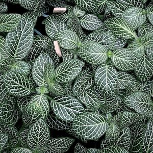 Meet your Posher, Stella